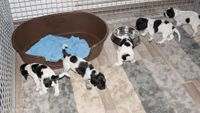 Pups tot 5 weken oud-03